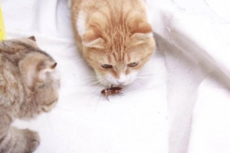 猫吃蟑螂后会有什么症状？如何应对？