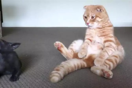 猫咪后腿瘫痪站不起来，如何急救和治疗？