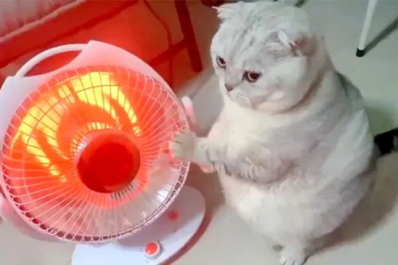 天热猫吹电风扇会感冒吗？如何正确降温？