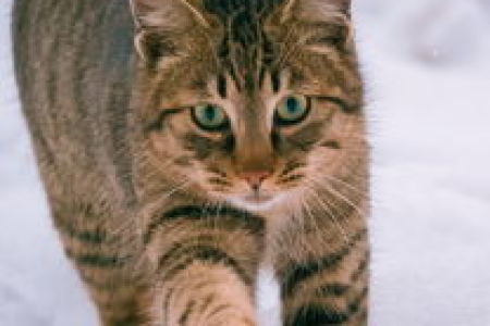 四脚踏雪的猫：是传说还是真实存在的吉兆？