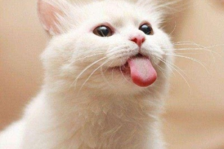 为什么猫咪会像狗狗一样吐舌头？原因竟然这么多！