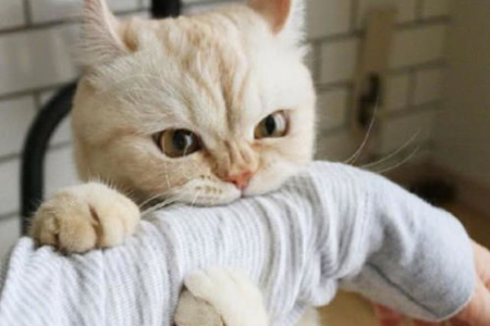 猫咪咬脚是玩耍还是攻击？教你如何正确引导猫咪行为