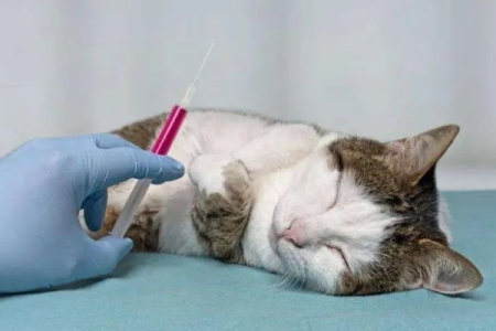 猫咪喝葡萄糖后死亡，原因是什么？