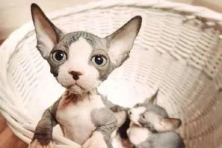 没有毛发的猫是什么品种？斯芬克斯猫的独特魅力与养护