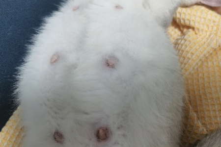 猫咪乳头附近黑点是什么？教你快速判断