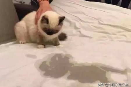 家里猫咪突然在床上尿尿？这几个原因你必须知道
