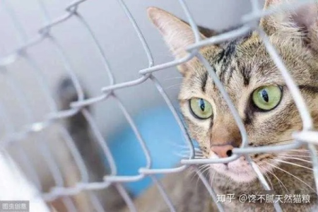 长期笼养猫咪的后果，身心健康都受损！