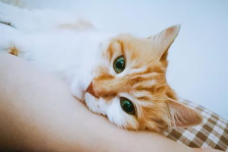 如何判断猫咪是否快不行了？生病猫咪临终前的症状表现