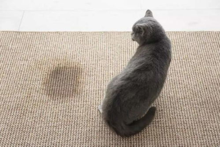 猫砂盆里全是小飞虫？猫咪粪便招虫原因及解决方法