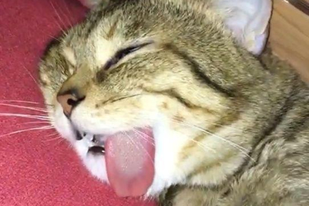 猫咪舌头一直在外面，是热还是病？赶紧看看！
