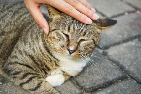 解读猫咪的“假咬”行为：玩耍还是警告？