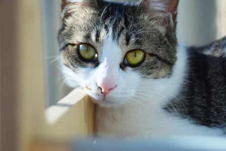 猫总是抱腿？原来猫咪这样表达爱意