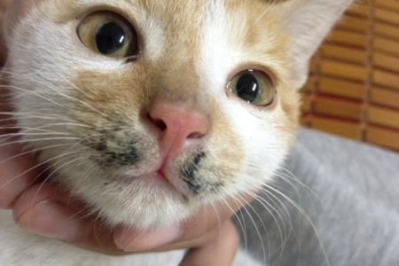 猫咪嘴角有黑色污渍？可能是这些原因！