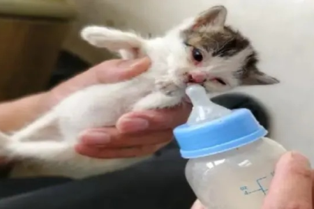 自制小猫奶嘴：用婴儿奶嘴喂养小猫的简单方法
