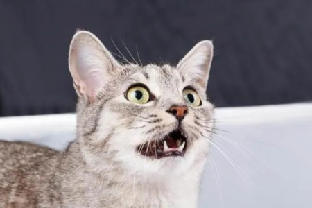 突然的响声吓到猫了？猫最害怕的几种声音