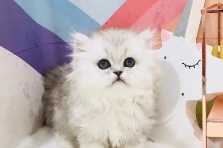蓝猫与金吉拉杂交：优缺点及品种特征全解析
