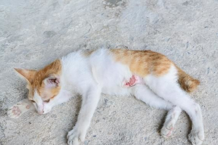 猫咪摔了几天后死亡？内伤外伤需警惕！