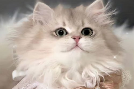 猫咪张嘴呼吸急促怎么办？可能是这些原因