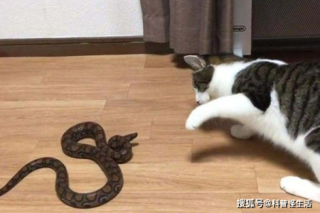 猫怕蛇是天性吗？动物世界里的猫蛇大战！