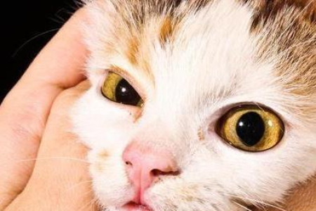 猫咪床上拉屎：是报复还是身体出了问题？