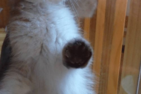 猫咪晚上吵着要进卧室，如何纠正它的坏习惯？