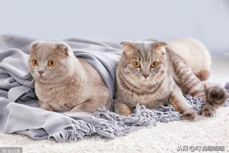 猫咪晚上不睡觉总折腾人怎么办？试试这些方法