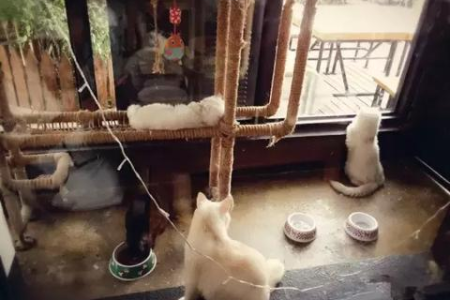猫咪有味觉吗？它们能尝出什么味道？