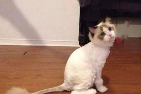 猫咪毛发能剃光吗？这样做对猫咪好吗？