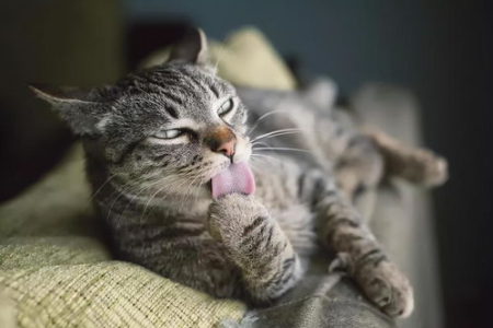 发现猫咪毛球症晚期，如何紧急处理？