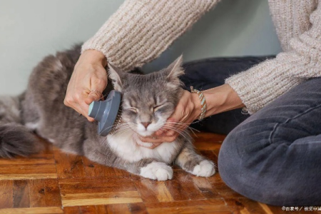 猫咪有多爱干净？深度解析猫咪的清洁行为