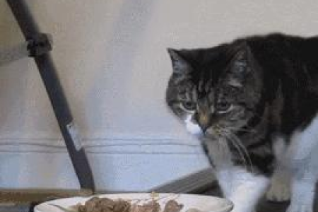 猫咪瘦到能摸到骨头怎么办？可能是这些原因