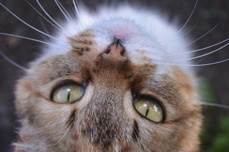 如何判断猫咪是否生气？猫生闷气的常见征兆