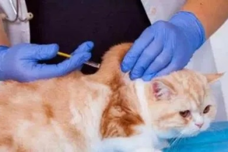 为什么猫咪白细胞低？深度解析猫白细胞减少症的多种病因