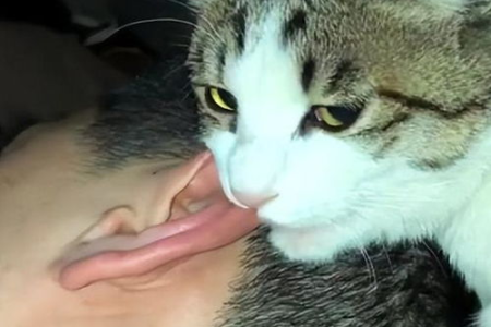 猫咪眉毛上面秃了？别慌！看看这些原因