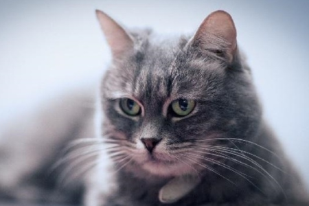 猫咪的反应速度到底有多快？能躲开子弹吗？