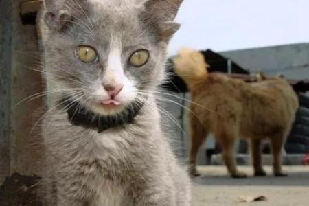 猫耳朵有油但并不脏？看看这些常见问题