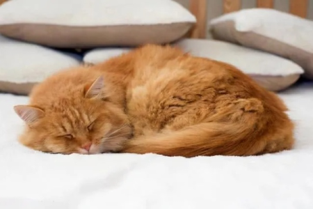 猫咪不舒服的睡姿有哪些？警惕这些异常睡姿信号