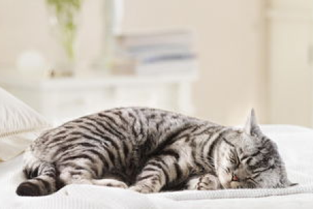 家猫误食鸡骨头死亡，主人该如何预防？