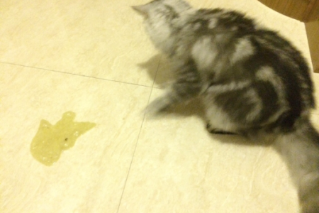 猫吐黄水是什么原因？推荐几种有效的药物
