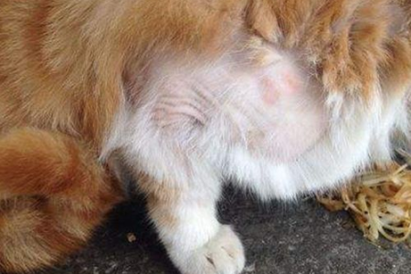 猫咪流口水不止？试试这些药，有效缓解症状！