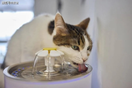 猫不喝水会怎么样？保证猫咪饮水量的几个小妙招