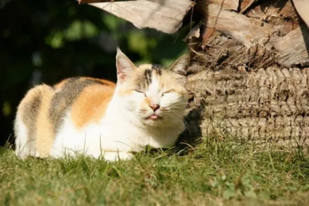 猫咪必须晒太阳吗？不晒太阳对猫咪健康的影响