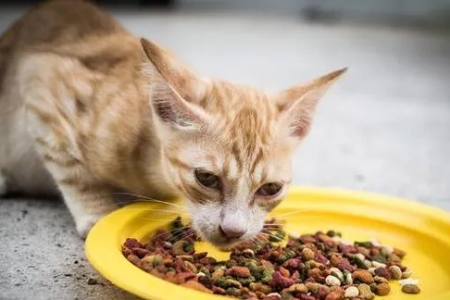 猫咪吃晒过太阳的猫粮会怎样？猫粮暴晒的危害有哪些？