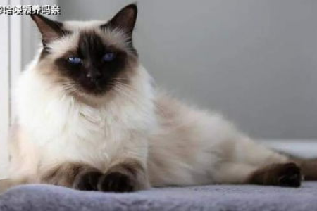 猫毛过敏的症状是什么？如何判断自己是否过敏？
