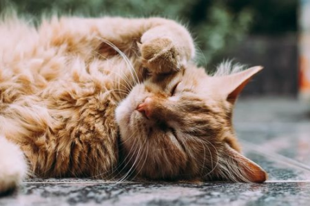 猫毛过敏怎么办？猫毛对人体有哪些潜在危害？