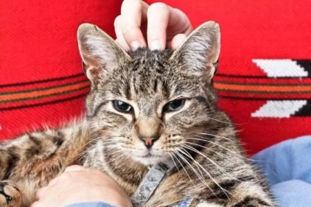 想摸别人家的猫？这些注意事项你必须知道！