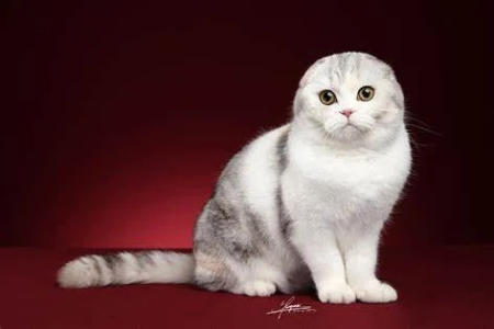 如何区分折耳猫的各种毛色？图解详解