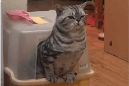 猫咪为啥自己埋屎？揭秘猫咪埋便便的秘密本能！