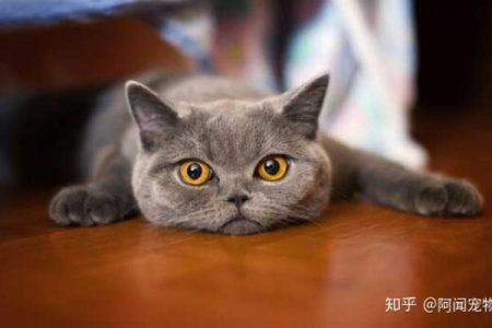 猫咪也会有抑郁情绪吗？教你如何预防和治疗猫抑郁症