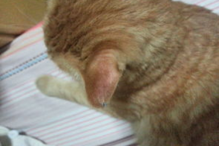 被猫抓了肿了个白包，怎么回事？要不要紧？